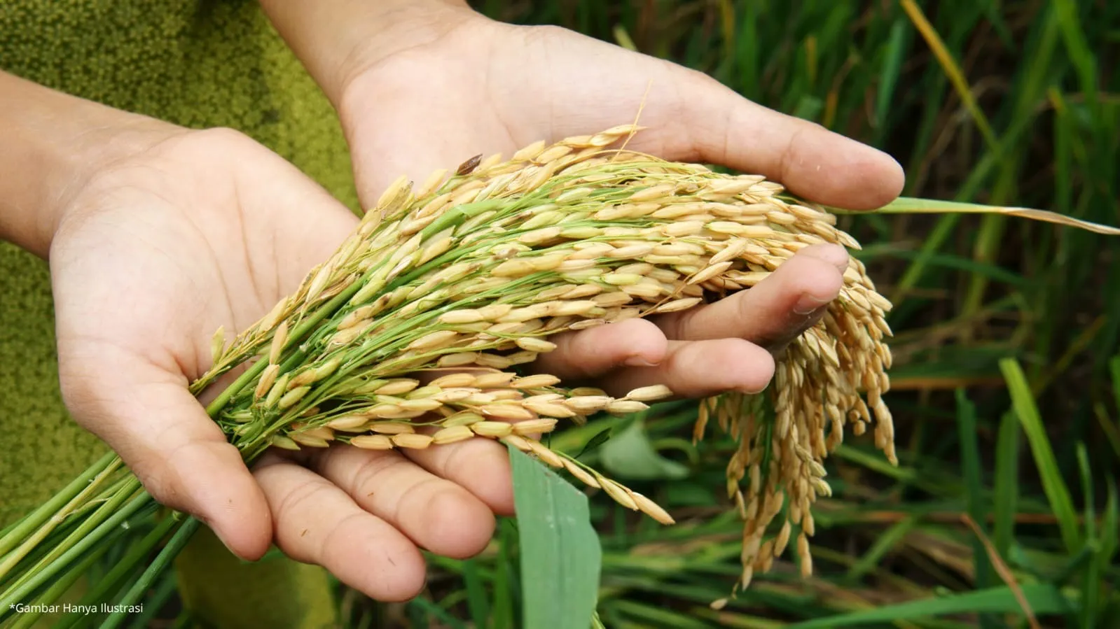 Musim Kemarau Ekstrem, Pemkot Cimahi Amankan Puluhan Ton Beras Cadangan dan Genjot Urban Farming