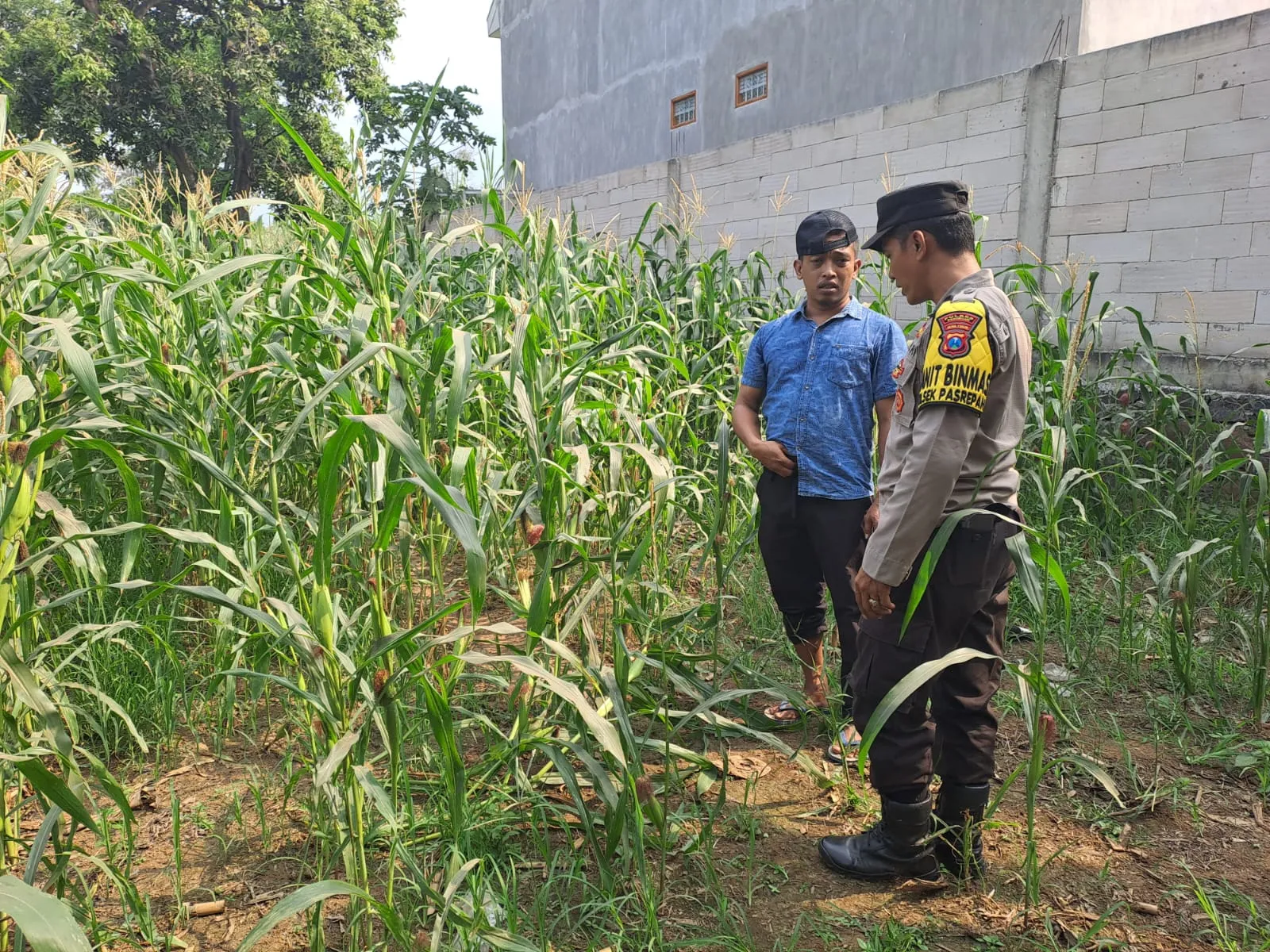 Pantau Tanaman Jagung di Pohgading, Bhabinkamtibmas Perkuat Sinergi Ketahanan Pangan