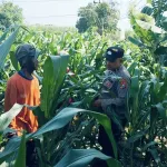 Tanaman Jagung di Dukuhsari Tumbuh Subur, Bhabinkamtibmas Dorong Pemanfaatan Lahan Produktif