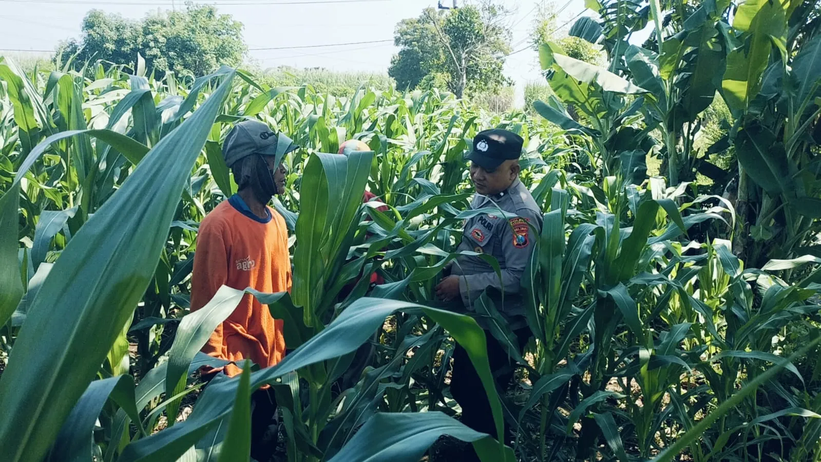 Tanaman Jagung di Dukuhsari Tumbuh Subur, Bhabinkamtibmas Dorong Pemanfaatan Lahan Produktif