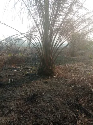 Lahan Yang Terbakar Di Dusun Sapak Hulu Desa Sungai Sapak Milik Ibu Endang “Akibat Kelalaian Serta Melawan Hukum Oleh Saudara Anton Resmi Di Laporkan Ke Polda Kalbar