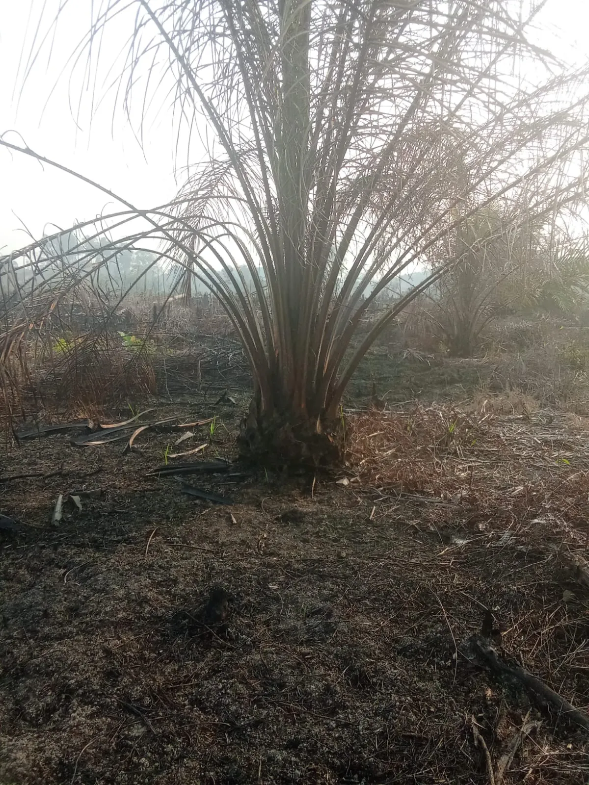 Lahan Yang Terbakar Di Dusun Sapak Hulu Desa Sungai Sapak Milik Ibu Endang “Akibat Kelalaian Serta Melawan Hukum Oleh Saudara Anton Resmi Di Laporkan Ke Polda Kalbar