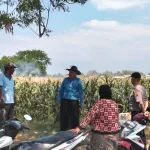 Polsek Sumberasih Aktif Pantau Lahan Jagung Binaan