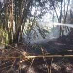 Puntung Rokok Picu Kebakaran Kebun Bambu di Cibeber, Damkar Cimahi Minta Warga Waspada Lahan Kering