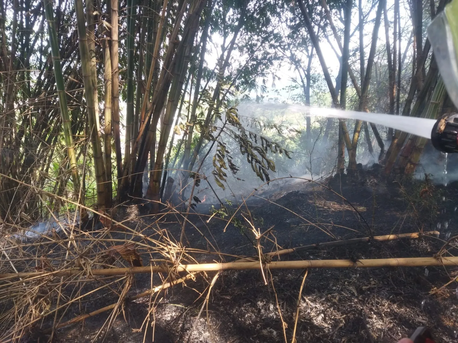 Puntung Rokok Picu Kebakaran Kebun Bambu di Cibeber, Damkar Cimahi Minta Warga Waspada Lahan Kering