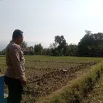 Polisi Tongas Dampingi Petani, Pantau Lahan Jagung 8.000 Meter Persegi di Sumendi