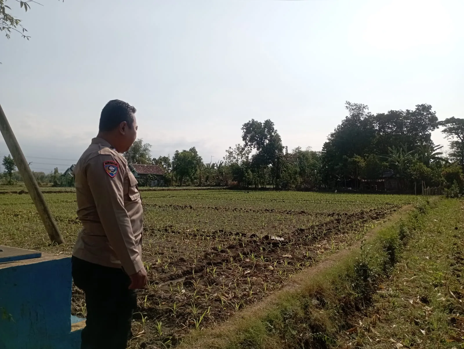 Polisi Tongas Dampingi Petani, Pantau Lahan Jagung 8.000 Meter Persegi di Sumendi