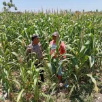 Polsek Sukorejo Dampingi Kelompok Tani Manfaatkan Lahan Produktif untuk Ketahanan Pangan