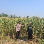 Polisi Sambangi Petani Jagung di Sumber Wetan Probolinggo, Dorong Ketahanan Pangan