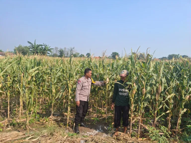 Bhabinkamtibmas Tosari Rutin Cek Tanaman Kentang, Dukung Ketahanan Pangan Warga