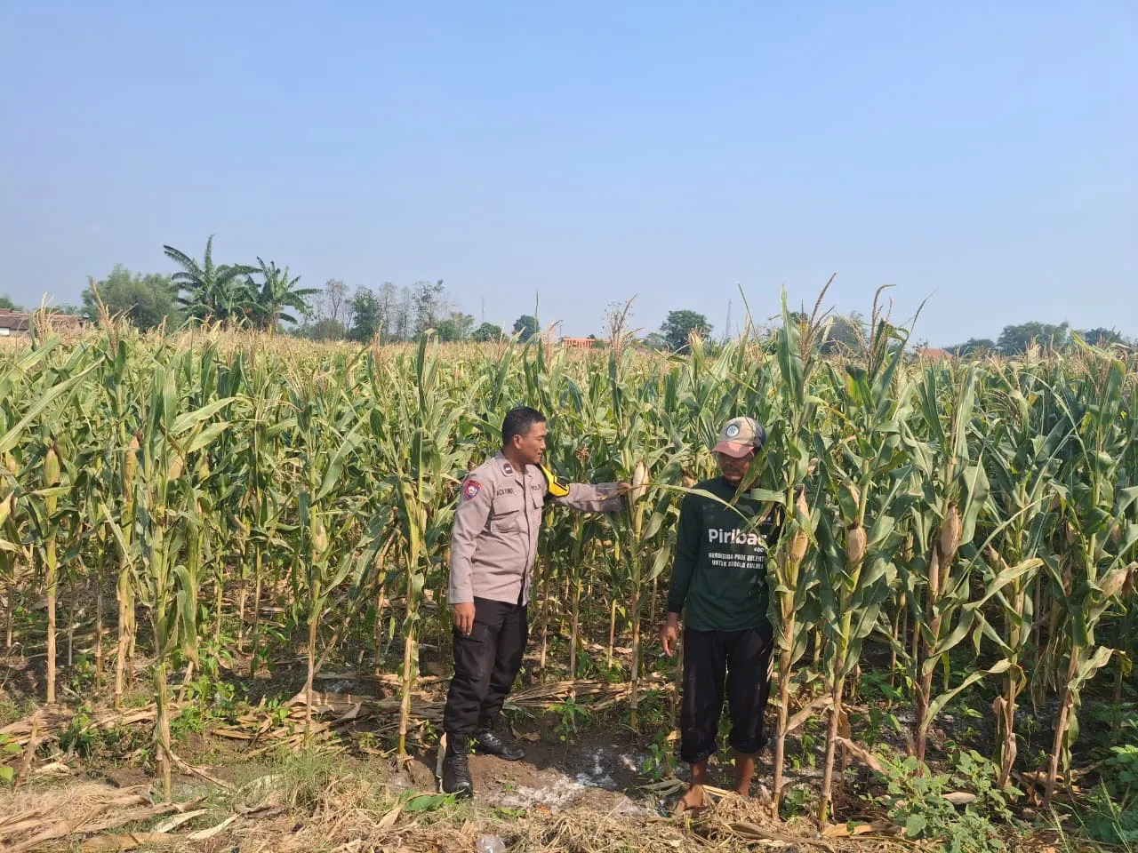 Polisi Sambangi Petani Jagung di Sumber Wetan Probolinggo, Dorong Ketahanan Pangan