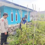 Bhabinkamtibmas Polsek Nongkojajar Pantau Tanaman Cabe, Dukung Program Ketahanan Pangan Nasional