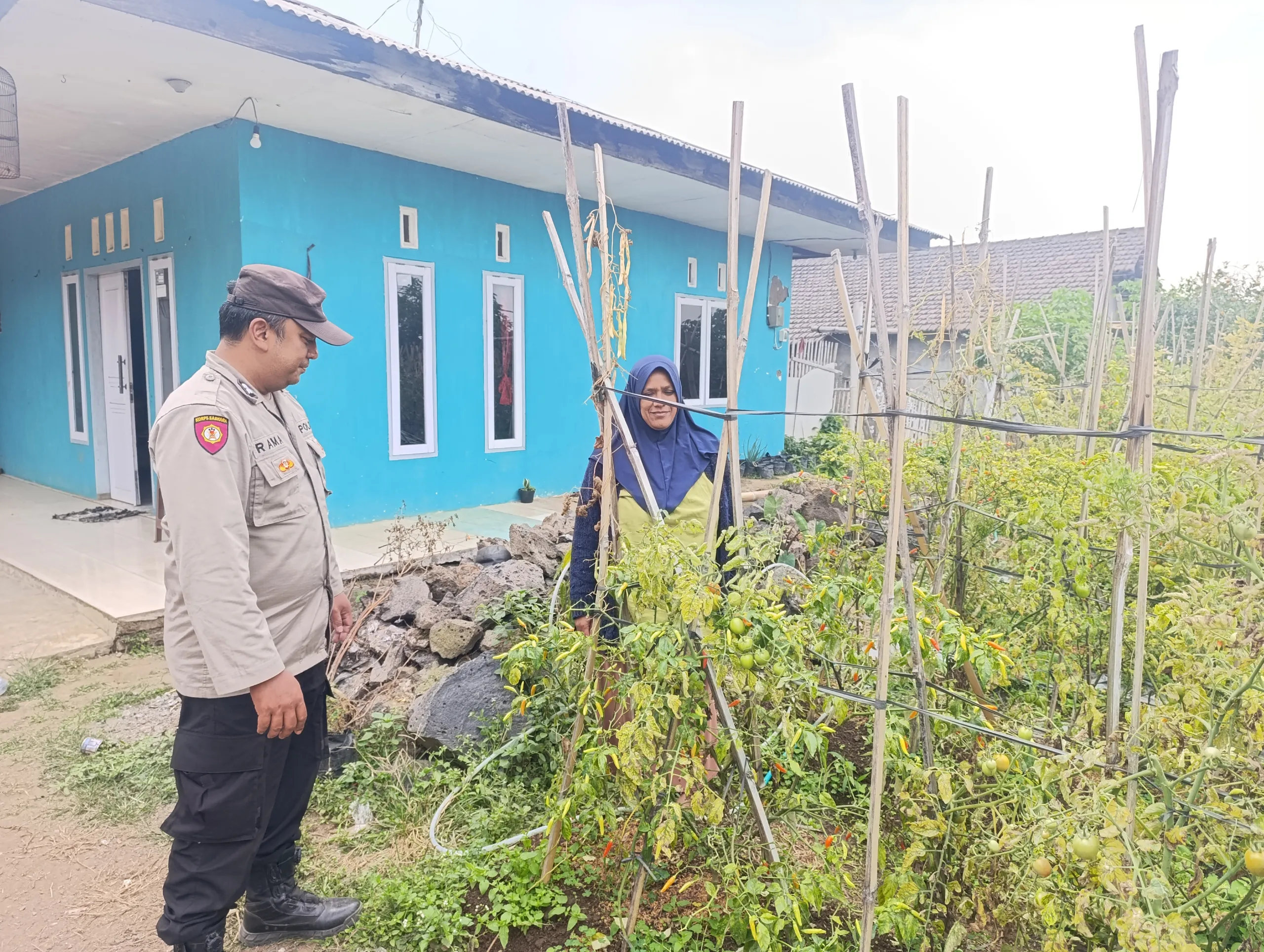 Bhabinkamtibmas Polsek Nongkojajar Pantau Tanaman Cabe, Dukung Program Ketahanan Pangan Nasional