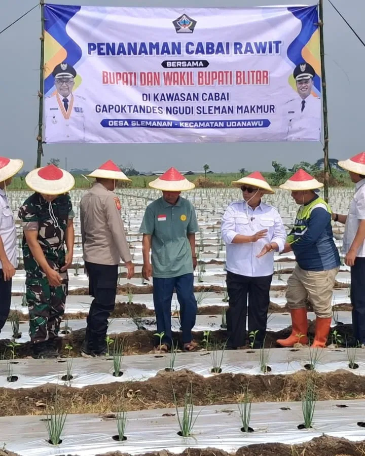 Sukseskan Ketahanan Pangan Nasional, Gapoktan Sido Makmur Desa Slemanan Tanam Cabai Rawit Bersama Bupati Blitar