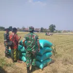 LSM GMBI,Kepala Desa,TNI dan Warga Pundut Trate Panen Raya Padi Seluas 5 Hektar di Benjeng Gresik.