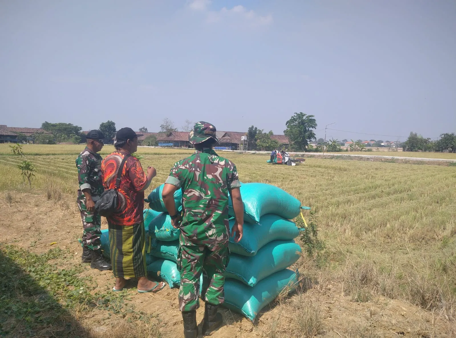 LSM GMBI,Kepala Desa,TNI dan Warga Pundut Trate Panen Raya Padi Seluas 5 Hektar di Benjeng Gresik.