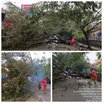 Respon cepat Tim BNPB Kota PONTIANAK, Lakukan Proses Evakuasi Pohon Tumbang Rabu Pagi
