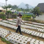 Polsek Nongkojajar Dukung Ketahanan Pangan Nasional, Pantau dan Rawat Tanaman Bawang Putih di Desa Tlogosari