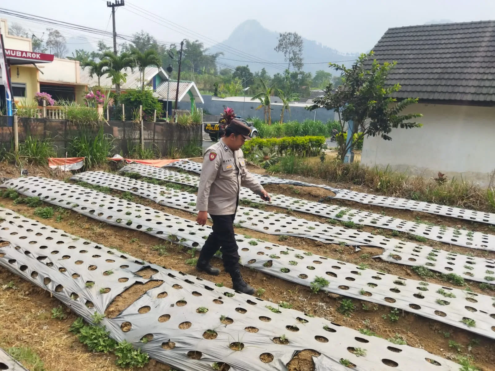 Polsek Nongkojajar Dukung Ketahanan Pangan Nasional, Pantau dan Rawat Tanaman Bawang Putih di Desa Tlogosari